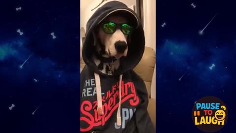 Funny Dogs 😂 You’ll Laugh Till You Cry! 🐶🤣