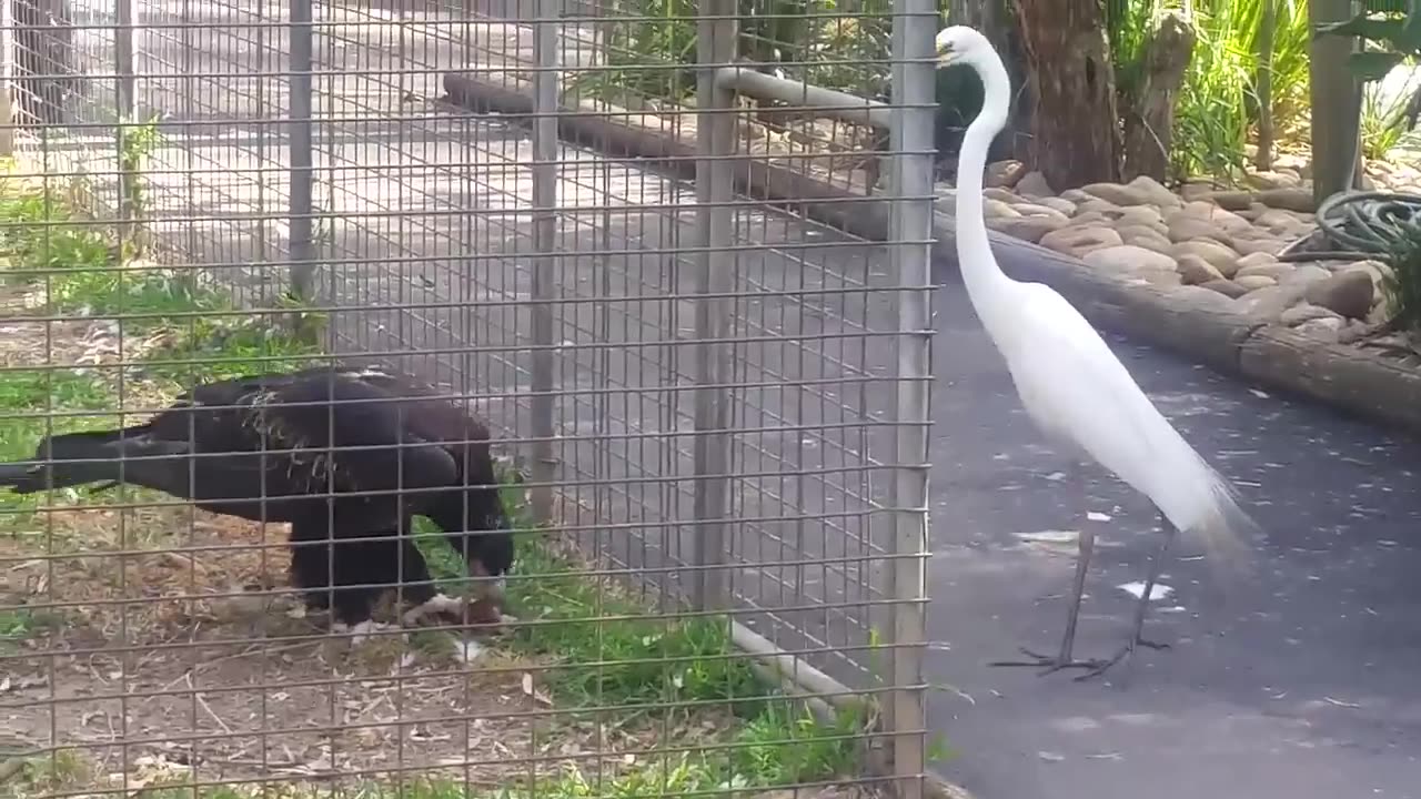 🧠✨ Watch an Eagle Bait and Attack Its Prey! | FeedMyCuriosity