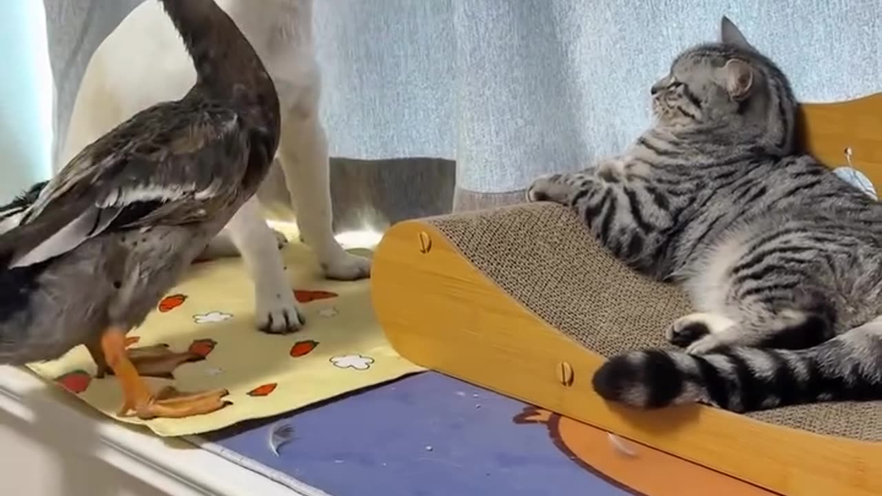 Animals funny video 📸