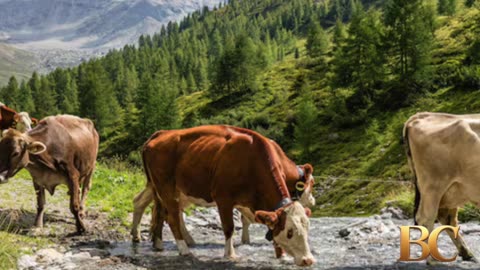 Hiker dies after getting trampled by cows in Austrian Alps