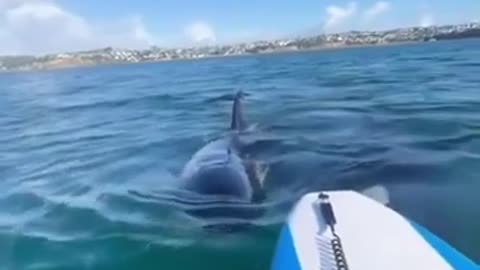 😱🐳 Orca Attack Anxiety! Girl's Terrified Reaction | FunFM