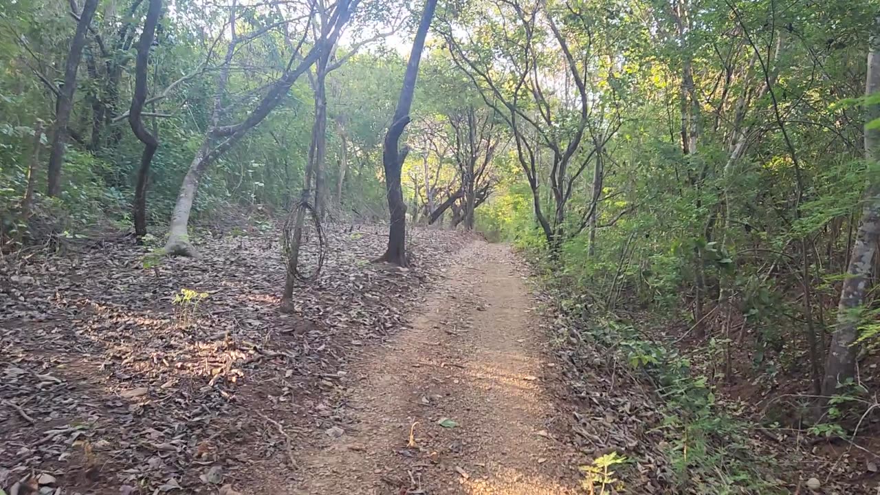 1/24/25. Beach walk turns into jungle walk