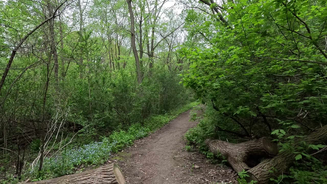 Very relaxing forest trail in the GTA.