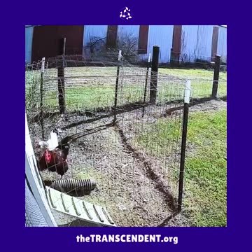 Domestic Birds in Combat! theTRANSCENDENT