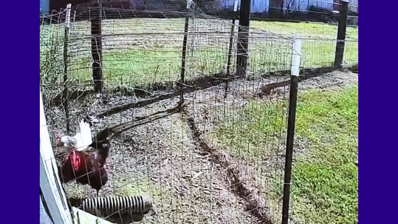 Domestic Birds in Combat! theTRANSCENDENT