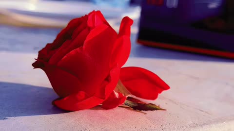 Rose ❤ #maxrecords #villagelife #larkana #sindh #pakistan