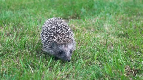 21 Best Exotic Pets That Are Surprisingly Low-Maintenance