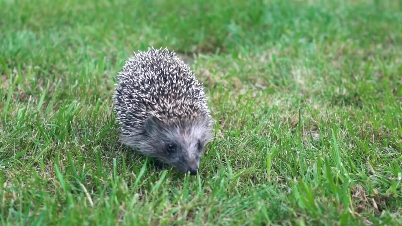 21 Best Exotic Pets That Are Surprisingly Low-Maintenance