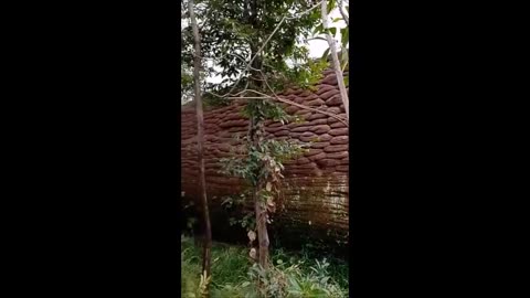 Les images de Bigfoot de 2006 sont probablement les plus claires jamais enregistrées