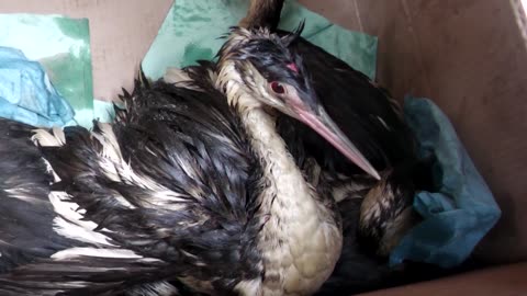 Birds on Odesa's beaches left coated in oil after Russian port strike