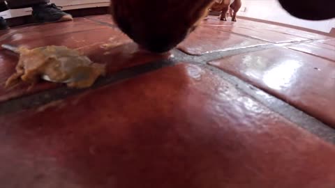 Ty Segall - My Best Friend