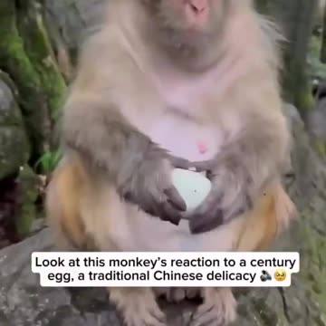Monkey is preparing for surströmming season by trying a century egg 🤢🤮