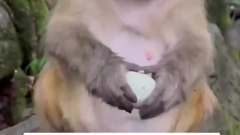 Monkey is preparing for surströmming season by trying a century egg 🤢🤮