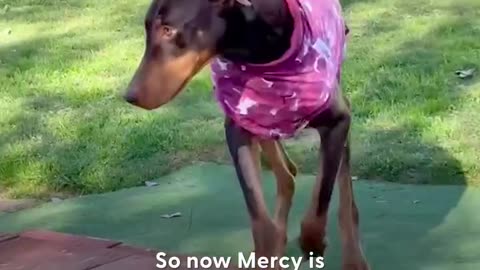 Mama Dog And Her Babies Who Got Dumped In The Rain Reunite