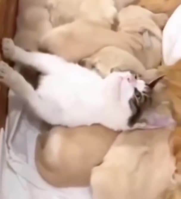 Kan man överdosera valp-kärlek? Kisse testar 😻🐶