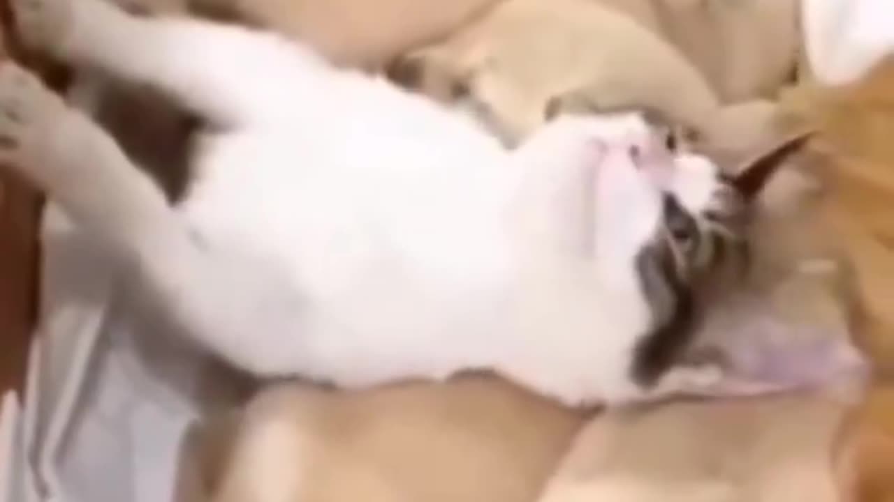 Kan man överdosera valp-kärlek? Kisse testar 😻🐶