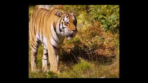The King of the Jungle