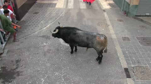 TOROS TARDE 20 mayo FIESTAS SANTA QUITERIA 2025