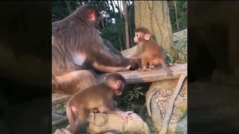 Baby Monkey Comedy vs Mother So funny videos 🤣 Live Camera with funny videos 🤣
