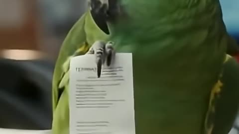 This Parrot Just Realized He Can’t Fly So He Walks Like a Boss 🦜💀 #papagoiecho #parrot #funny #birds