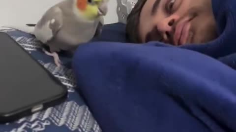 Cockatiel Alarm