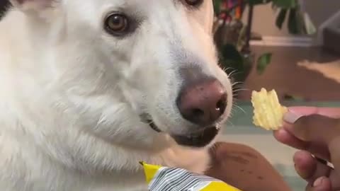 🤣😂 He's a Very Distinguished Gentleman, Only the Finest Dips! | FunFM