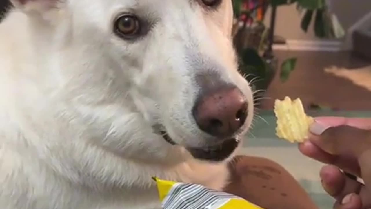 🤣😂 He's a Very Distinguished Gentleman, Only the Finest Dips! | FunFM