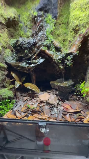 Poison Dart Frog Chilling In His Terrarium!