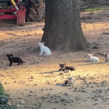 Mice don't have a chance!!