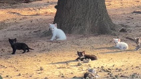 Mice don't have a chance!!