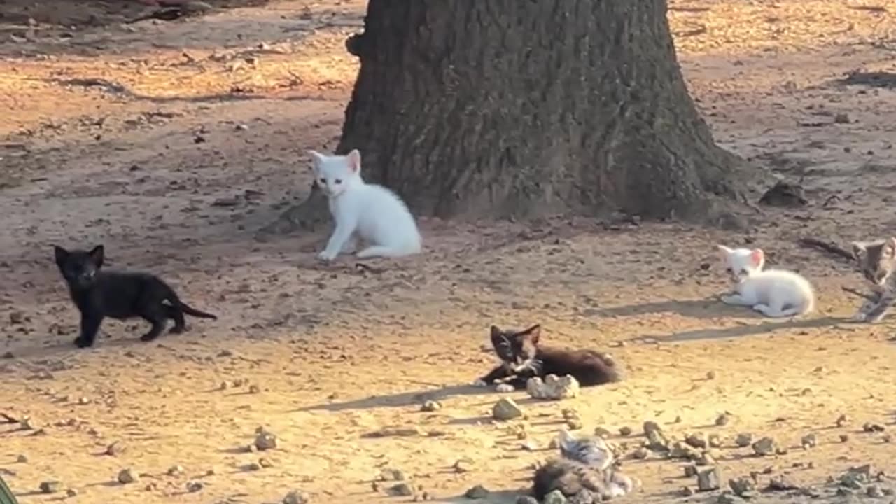 Mice don't have a chance!!