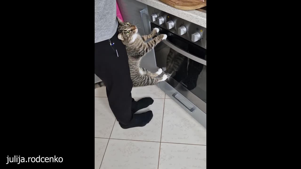 Cat was born with LOL gene