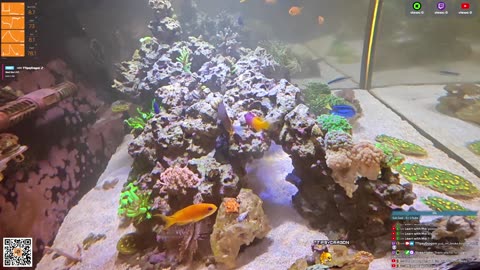 24/7 Real Live Reef Stream