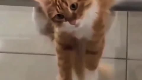 WTH Cat