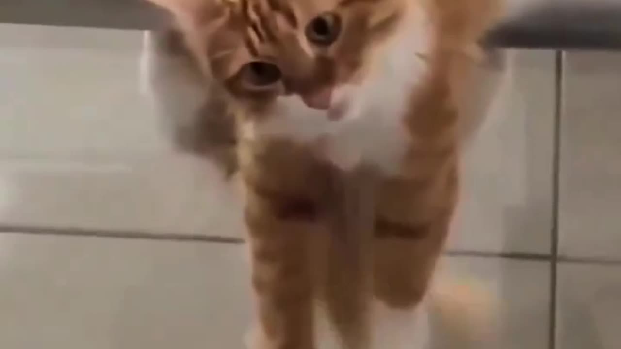 WTH Cat