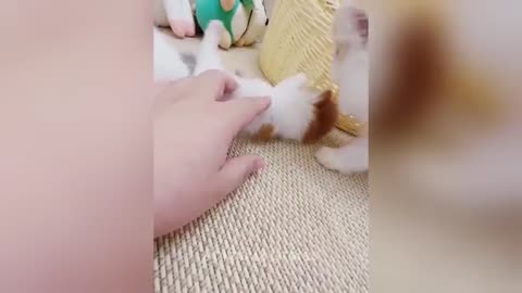 animal lover