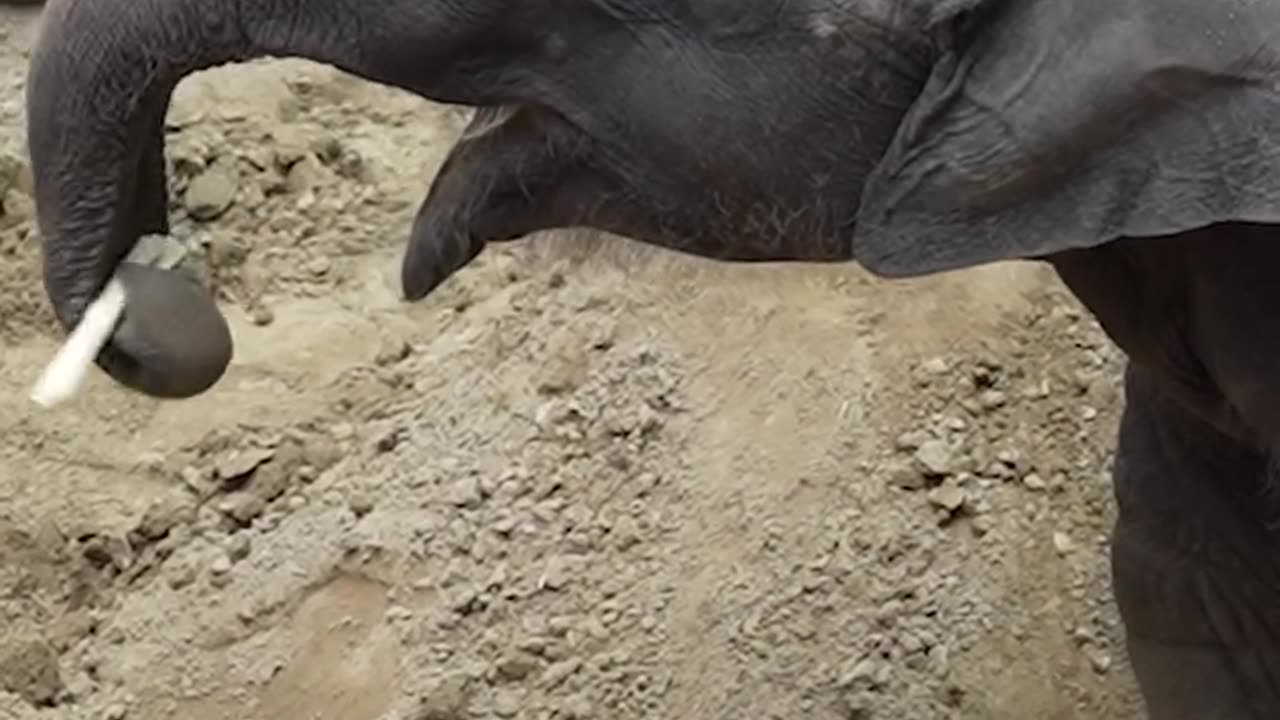 Baby Elephant Hit By A Train Takes Her First Steps