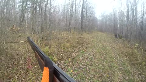 Thistle improves every day