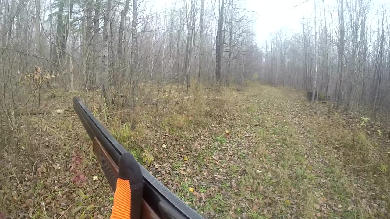 Thistle improves every day