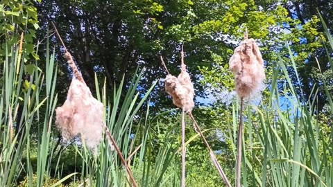 Cattails