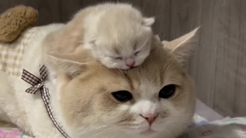 Tat the cutest person to see #小奶猫# Who can resist the silly little kitty