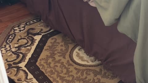 Determined Wobbly Cat Climbs Bedsheets