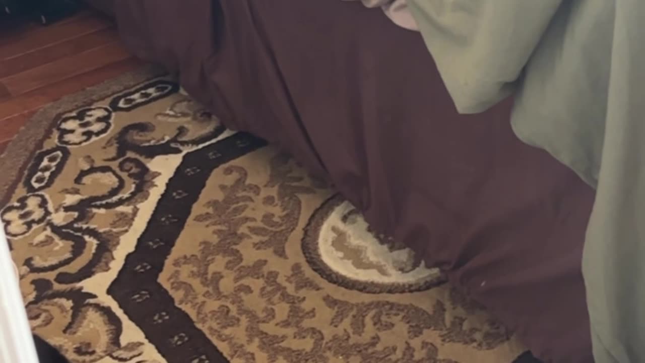 Determined Wobbly Cat Climbs Bedsheets