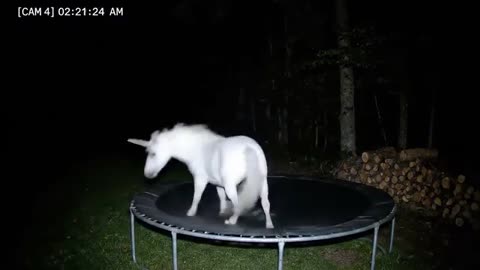 CCTV Camera : Caught Unicorn and Other Animals Jumping On The Trampoline At 3Am. P1