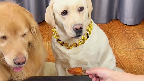 狗狗：警告你，别太过分！Dog: Warning you, don't overdo it!