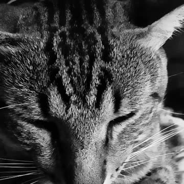 Le gusta que lo acaricie. Se sube en mi pecho.