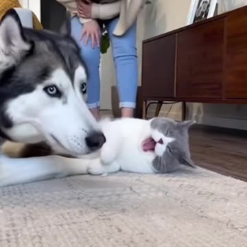 Noughty cat 😂😂