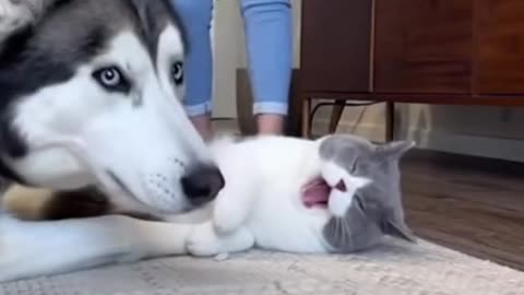 Noughty cat 😂😂