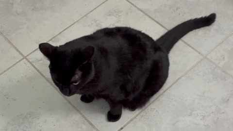 Cute Precious Piper Patrols the Downstairs Office - My Adopted Shelter Cat Vlog