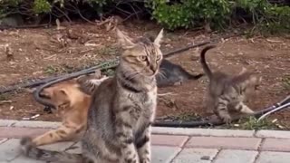 😂🐶 You Won't Believe This Cat's Reaction! | FunFM